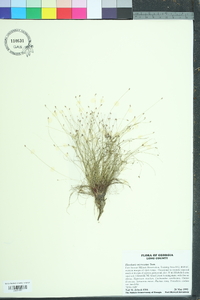 Eleocharis microcarpa image