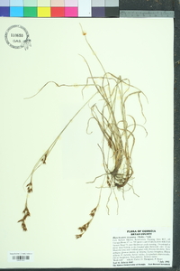 Rhynchospora inexpansa image