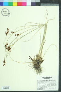 Rhynchospora globularis image