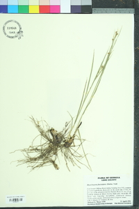 Rhynchospora fascicularis image
