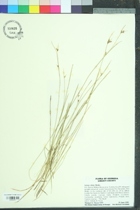 Scleria ciliata image