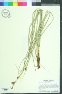 Rhynchospora megalocarpa image