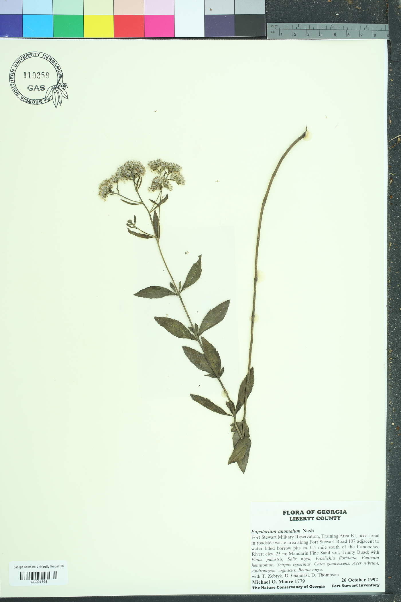 Eupatorium anomalum image