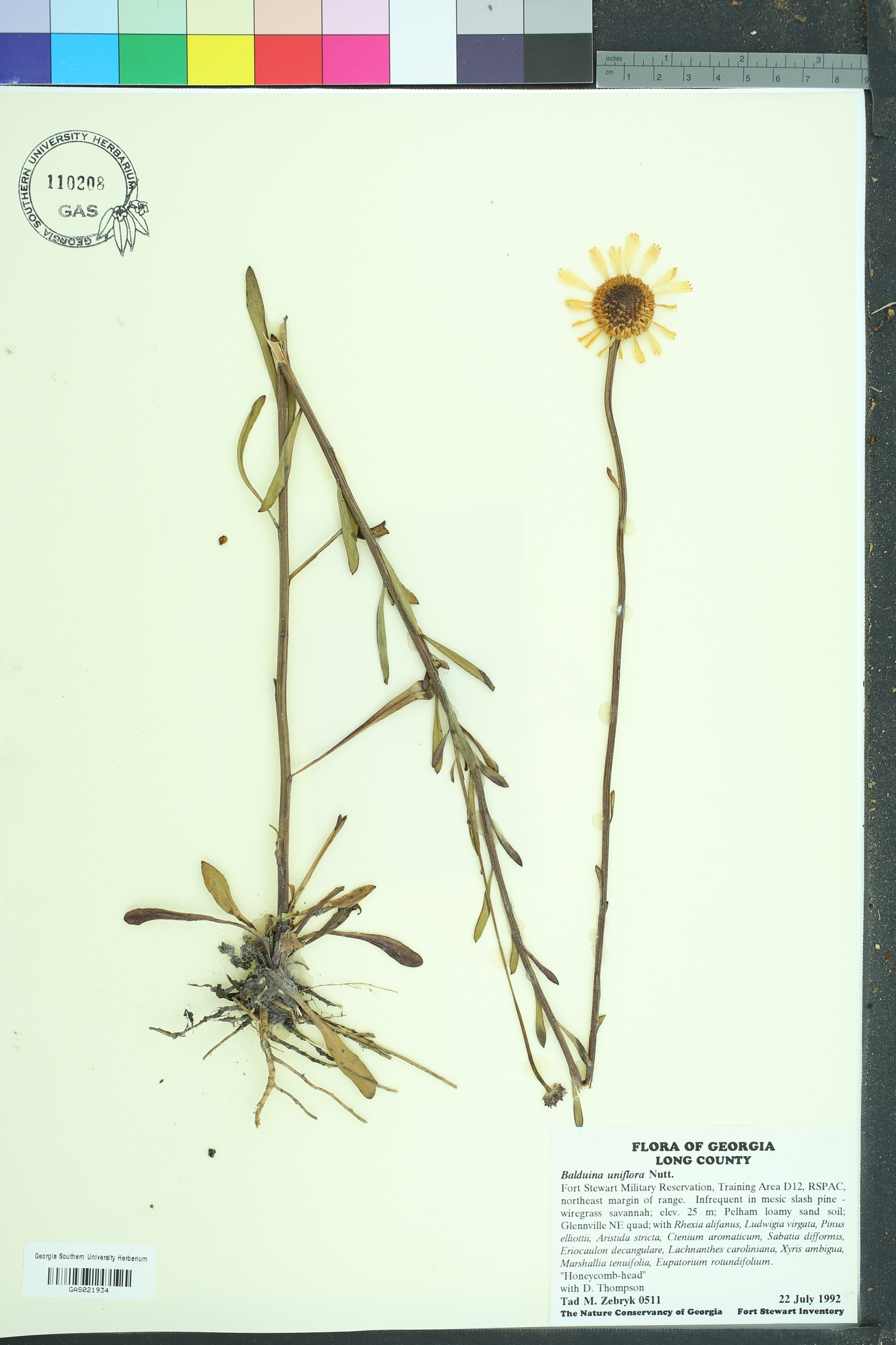 Balduina uniflora image