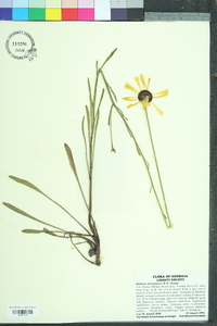 Balduina atropurpurea image