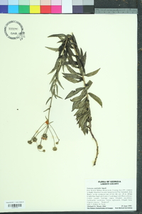 Vernonia pulchella image