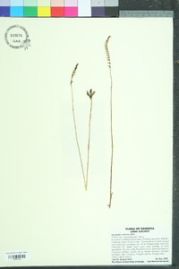 Spiranthes tuberosa image