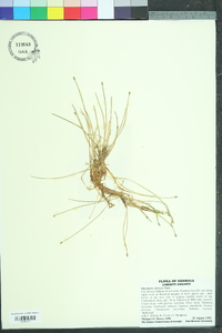 Eleocharis olivacea image