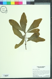 Quercus laurifolia image