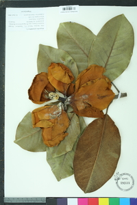 Magnolia grandiflora image