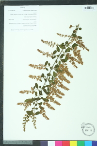 Ligustrum sinense image