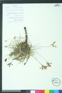 Tillandsia usneoides image