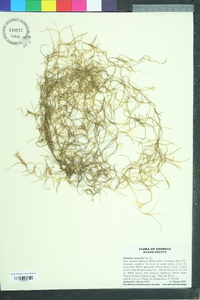 Tillandsia usneoides image