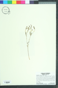 Euphorbia exserta image