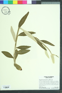 Pterocaulon pycnostachyum image