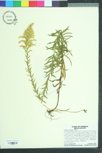 Solidago tortifolia image