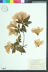 Rhododendron pulchrum image