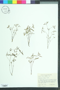 Euphorbia curtisii image