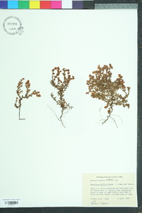 Hypericum suffruticosum image