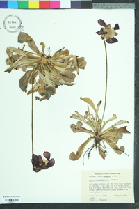 Sarracenia psittacina image