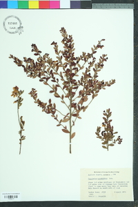 Vaccinium myrsinites image