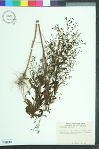 Trichostema dichotomum image