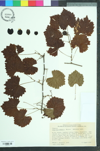 Vitis rotundifolia image