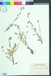 Phacelia maculata image