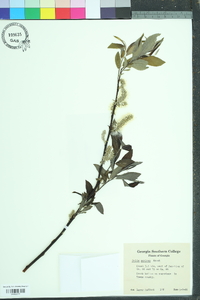 Salix sericea image