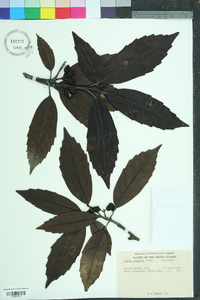 Aucuba japonica image