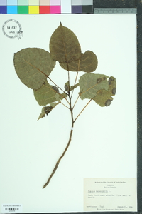 Populus heterophylla image