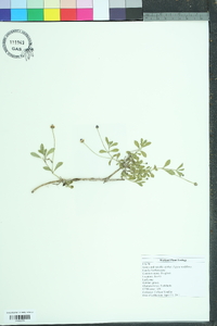 Phyla nodiflora image