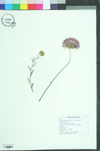 Cirsium texanum image