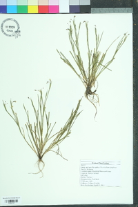 Sisyrinchium langloisii image