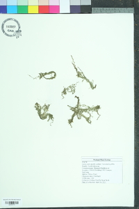 Utricularia gibba image