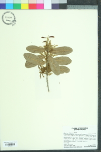 Quercus virginiana image