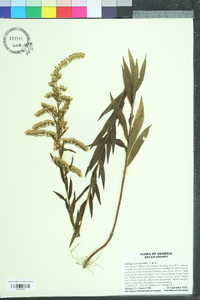 Solidago leavenworthii image