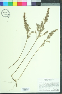 Lechea pulchella image