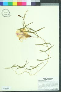 Ipomoea sagittata image