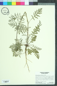 Hymenopappus scabiosaeus image