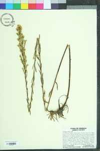 Solidago stricta image