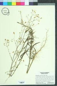 Croptilon divaricatum image