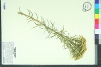 Euthamia caroliniana image