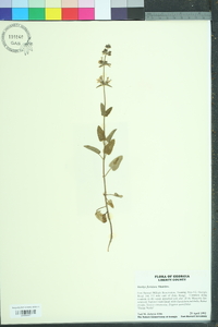 Stachys floridana image