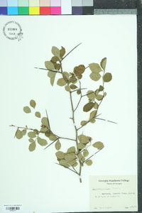 Crataegus uniflora image