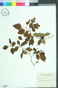 Crataegus viridis image