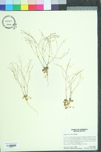 Stipulicida setacea image