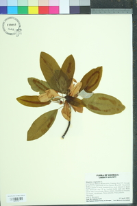 Magnolia virginiana image