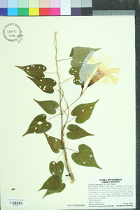 Ipomoea pandurata image