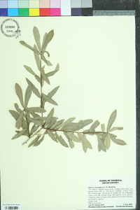 Quercus hemisphaerica image